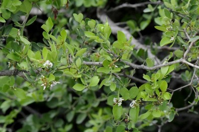 Cây Xirô Nam. Carissa cochinchinensis Pierre - Cây Thuốc Nam Quanh Ta